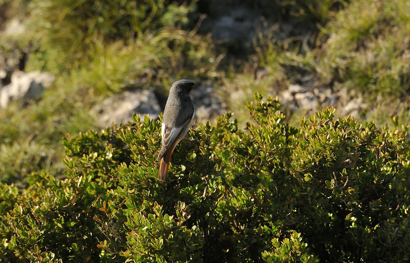 Phoenicurus ochruros aterrimus [550 mm, 1/1600 sec at f / 10, ISO 3200]